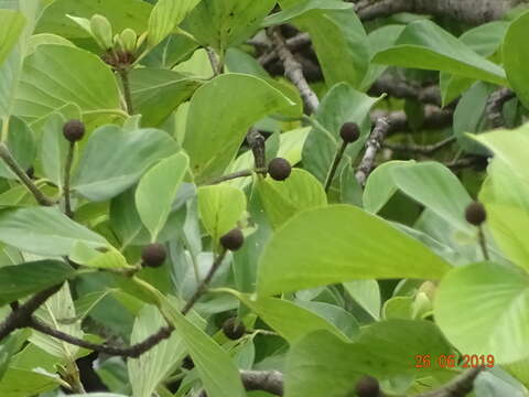 Image of Mitragyna parvifolia (Roxb.) Korth.