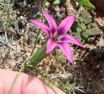 Image of Romulea kamisensis M. P. de Vos