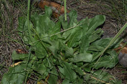 Image of red buckwheat