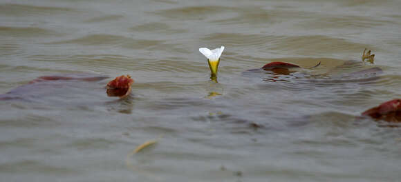 Image of Duck-Lettuce