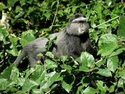 Image of blue monkey