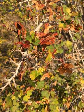 Image of Rocky Mountain maple