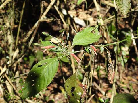 Image of Dicliptera sciadephora Donn. Sm.