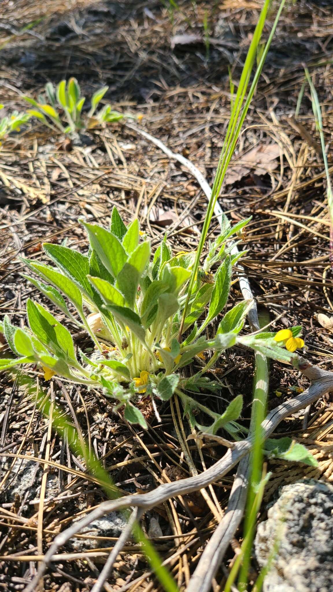 Image of feltleaf violet