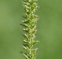 Image of bristly foxtail