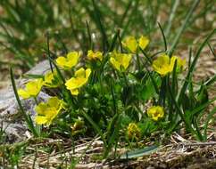 Image de Potentilla brauniana