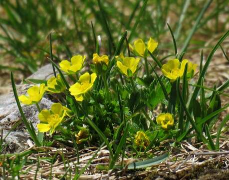 Image of Potentilla brauniana