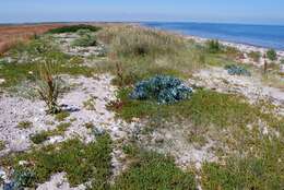 Image of sea kale