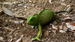 Image de Caméléon commun