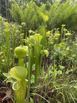 Image of Green Pitcherplant