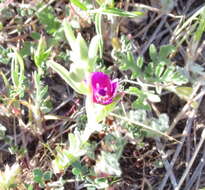 Image of winecup clarkia