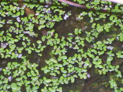 Image of duckweed