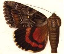 Image of Aholibah Underwing