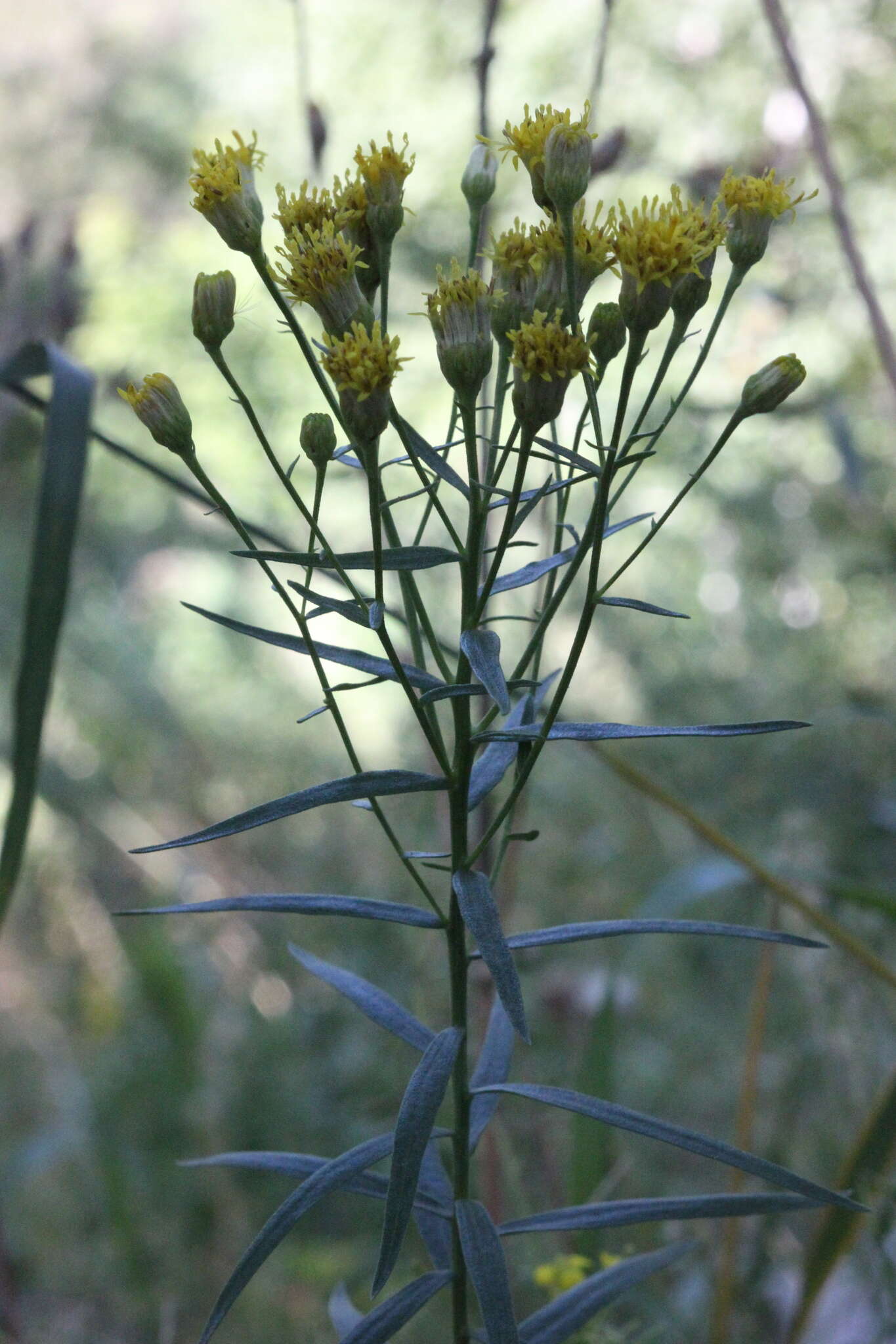 Image of Galatella biflora (L.) Nees