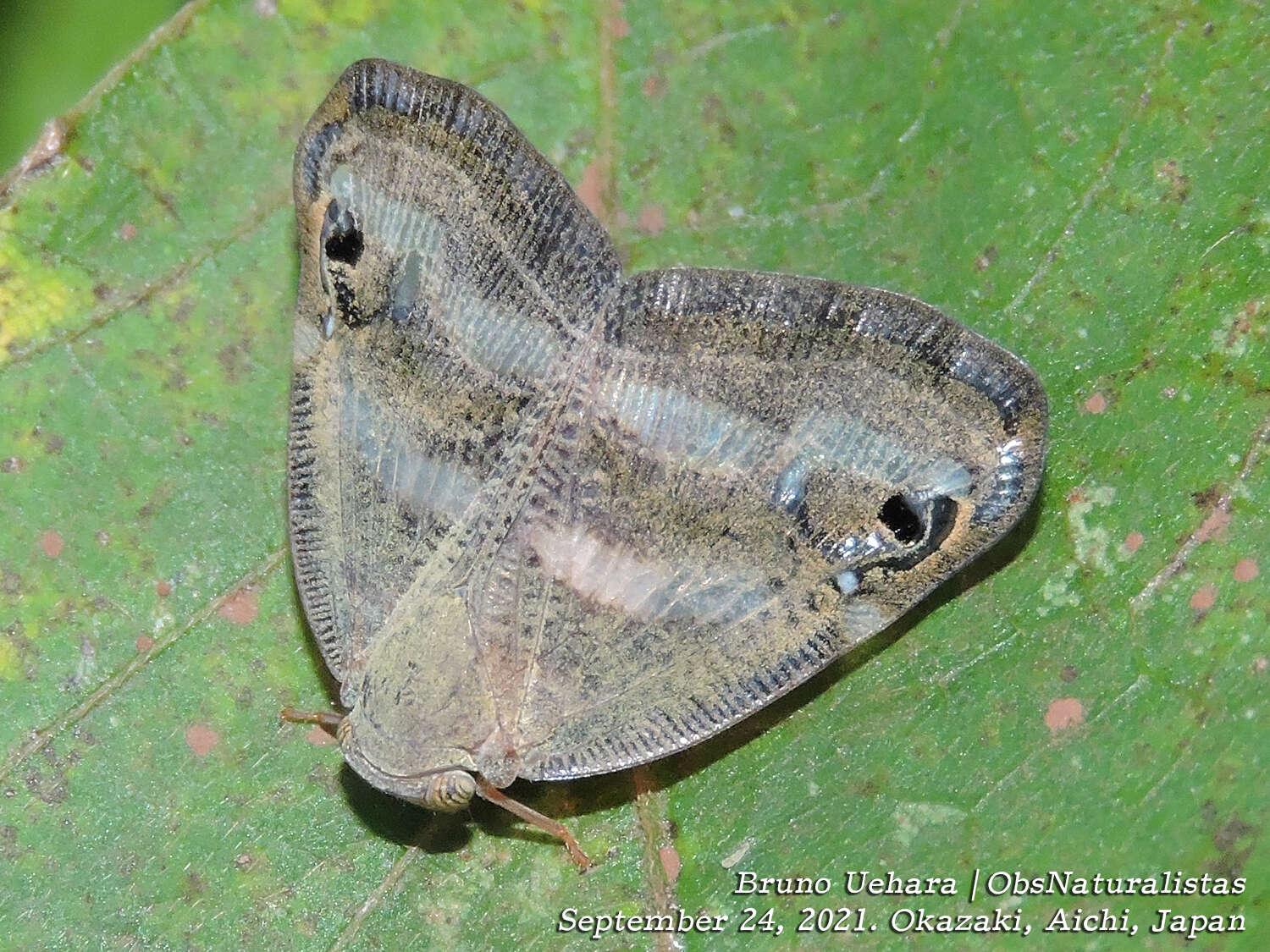 Image of Orosanga japonica (Melichar 1898)