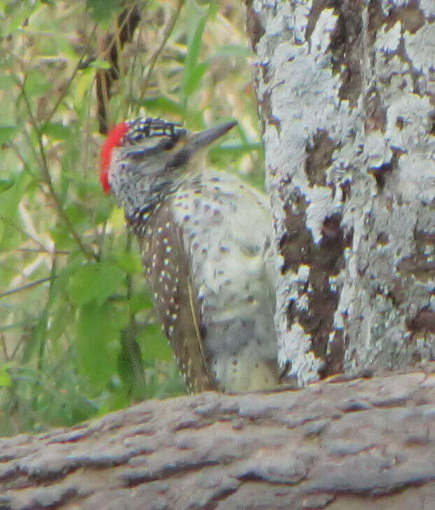 Image of Nubian Woodpecker