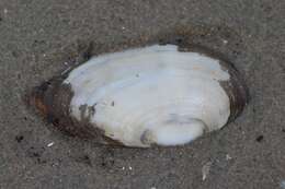 Image of common otter clam