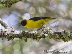 Image of Brown-capped Weaver