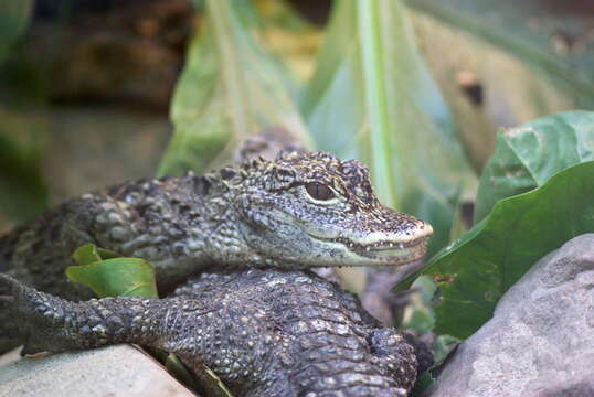 Image of Chinese alligator