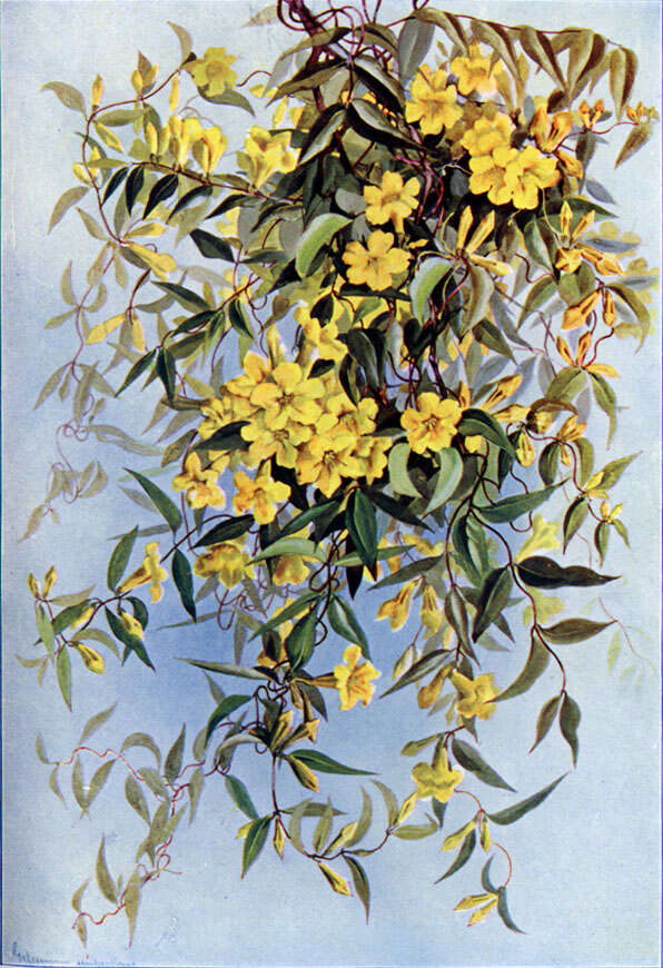 Image of evening trumpetflower