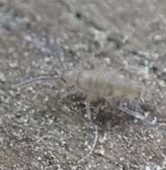 Image of Elongate-bodied Springtail