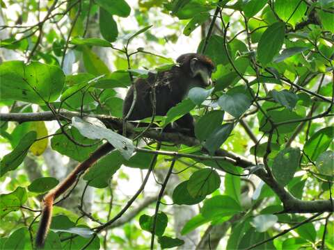 Image of Cercopithecus ascanius schmidti Matschie 1892