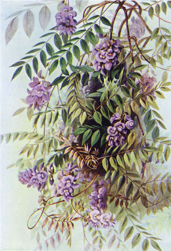 Image of American wisteria