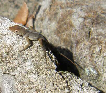 Image of Schwartz'  Anole