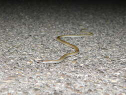 Image of Southwestern Blackhead Snake