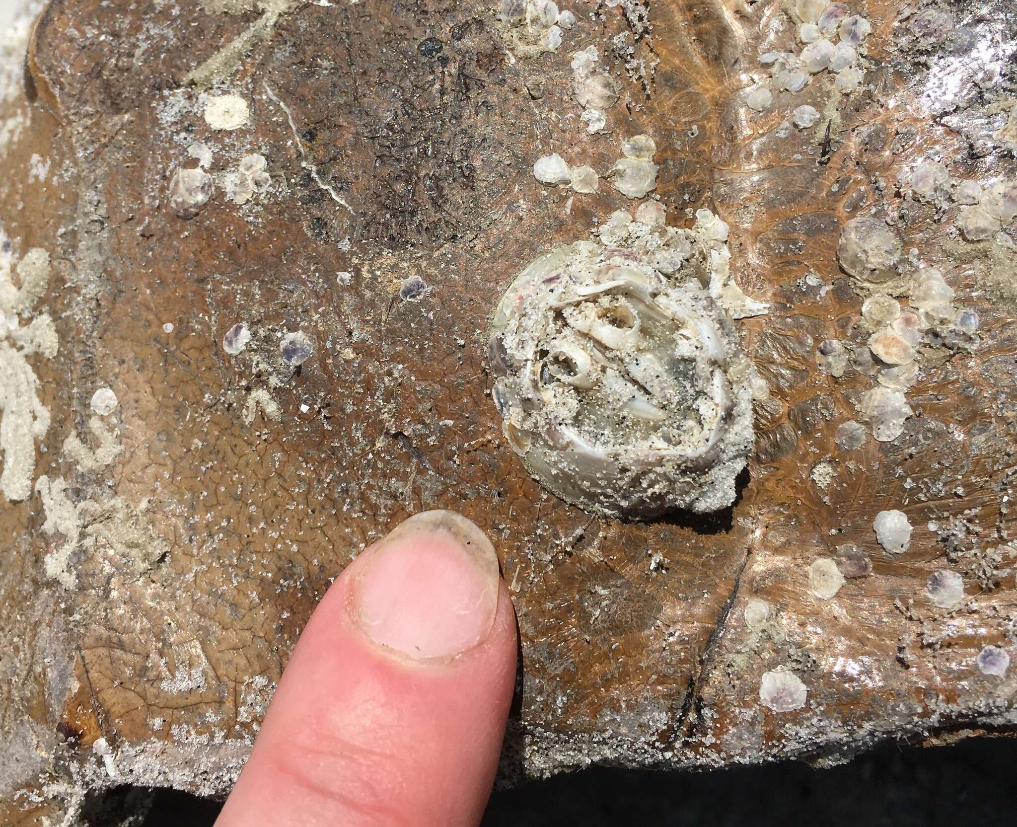 Image of chelonibiid barnacles