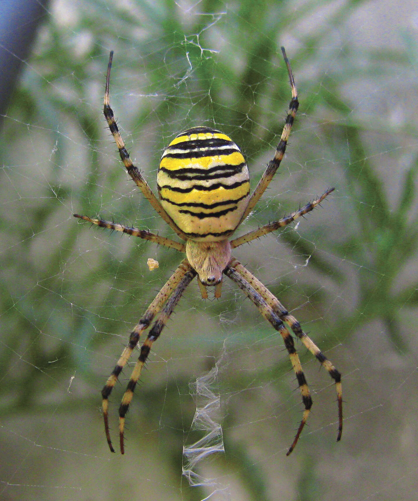 Image of Barbary Spider