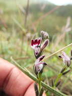 Image of Andrographis lobelioides (Wall.) Wight