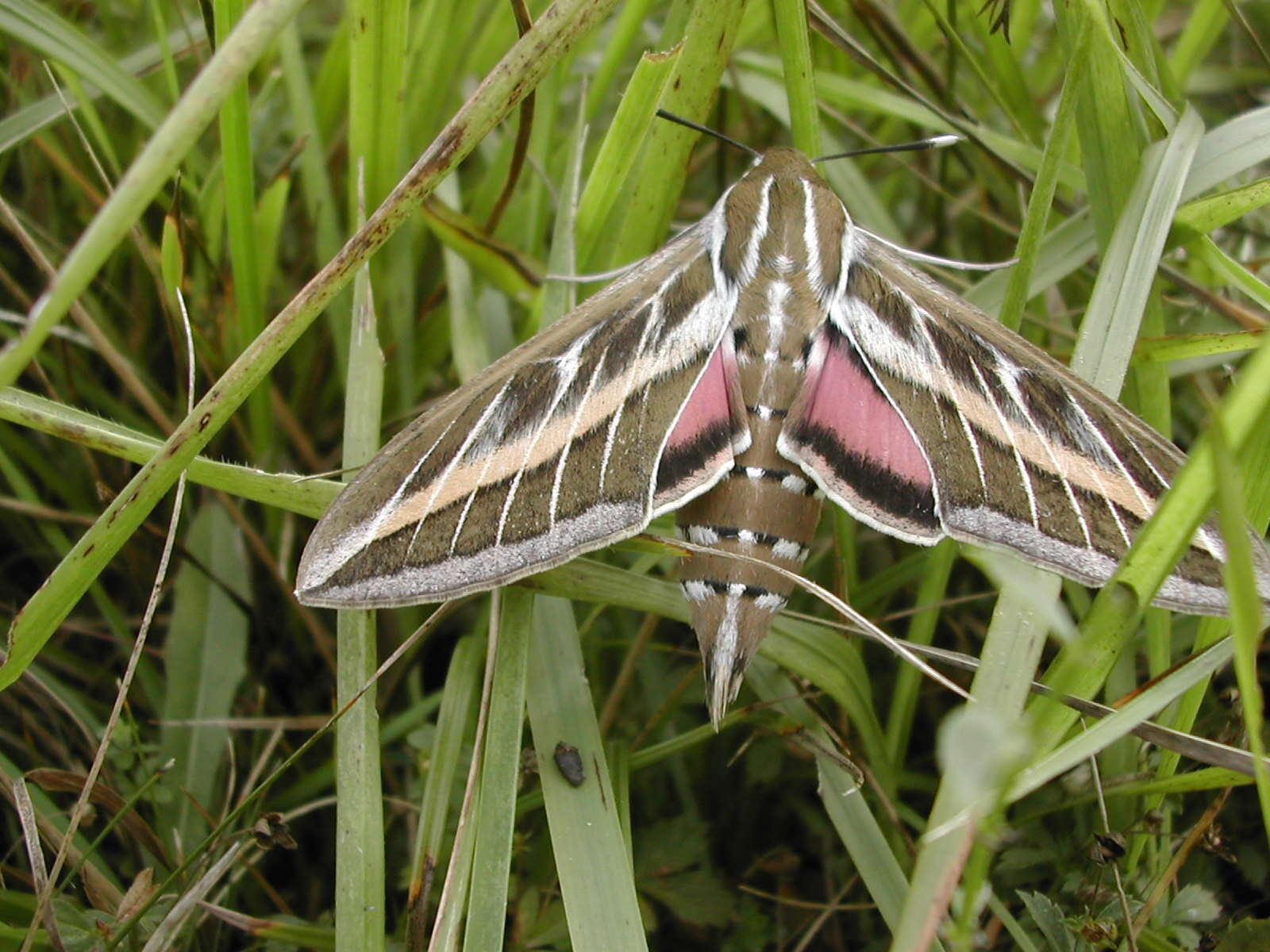 Image of striped hawk-moth