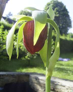 Image of California pitcherplant