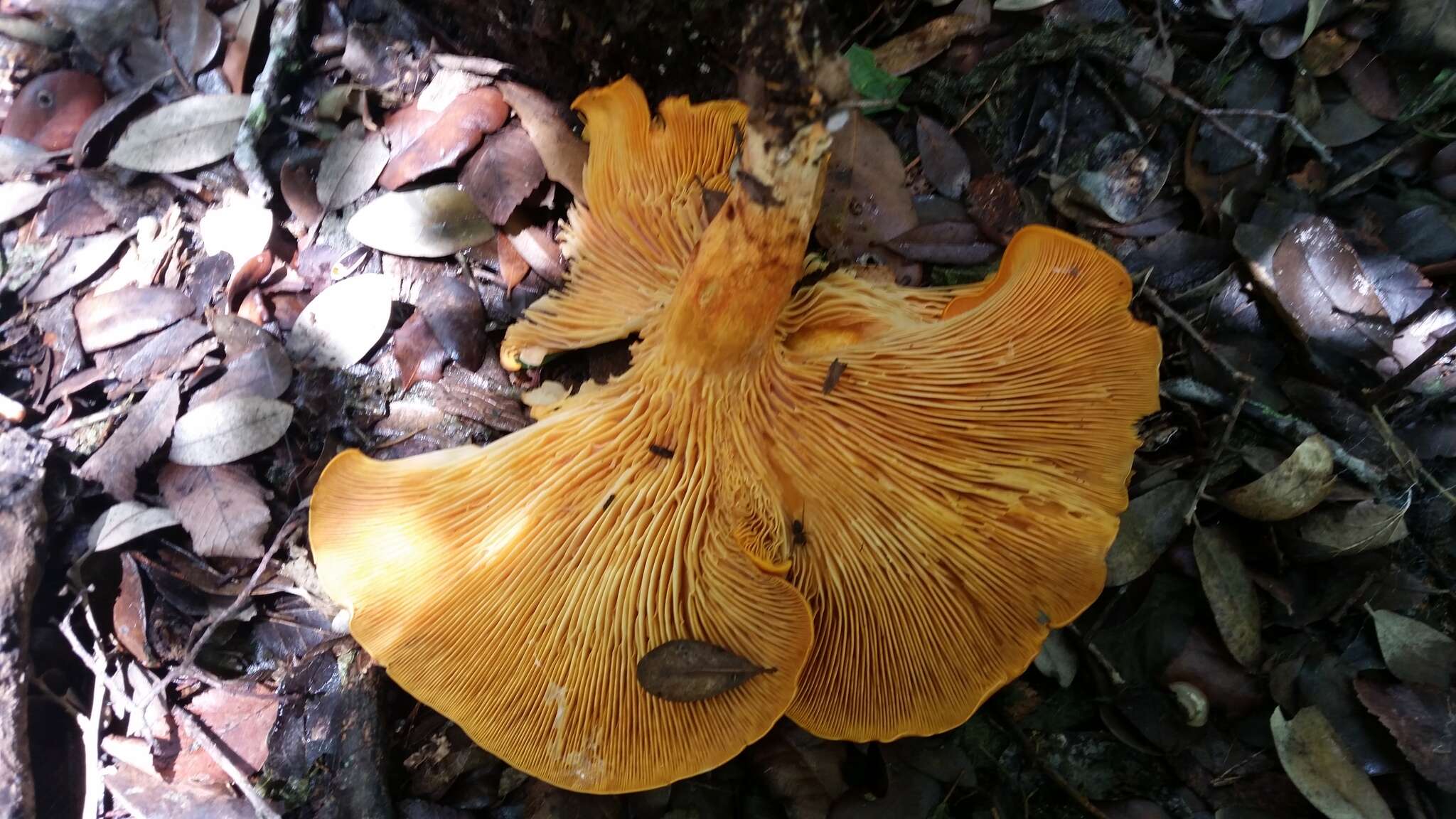 Plancia ëd Omphalotus subilludens (Murrill) H. E. Bigelow 1982