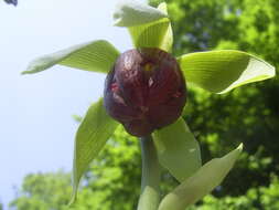 Image of California pitcherplant