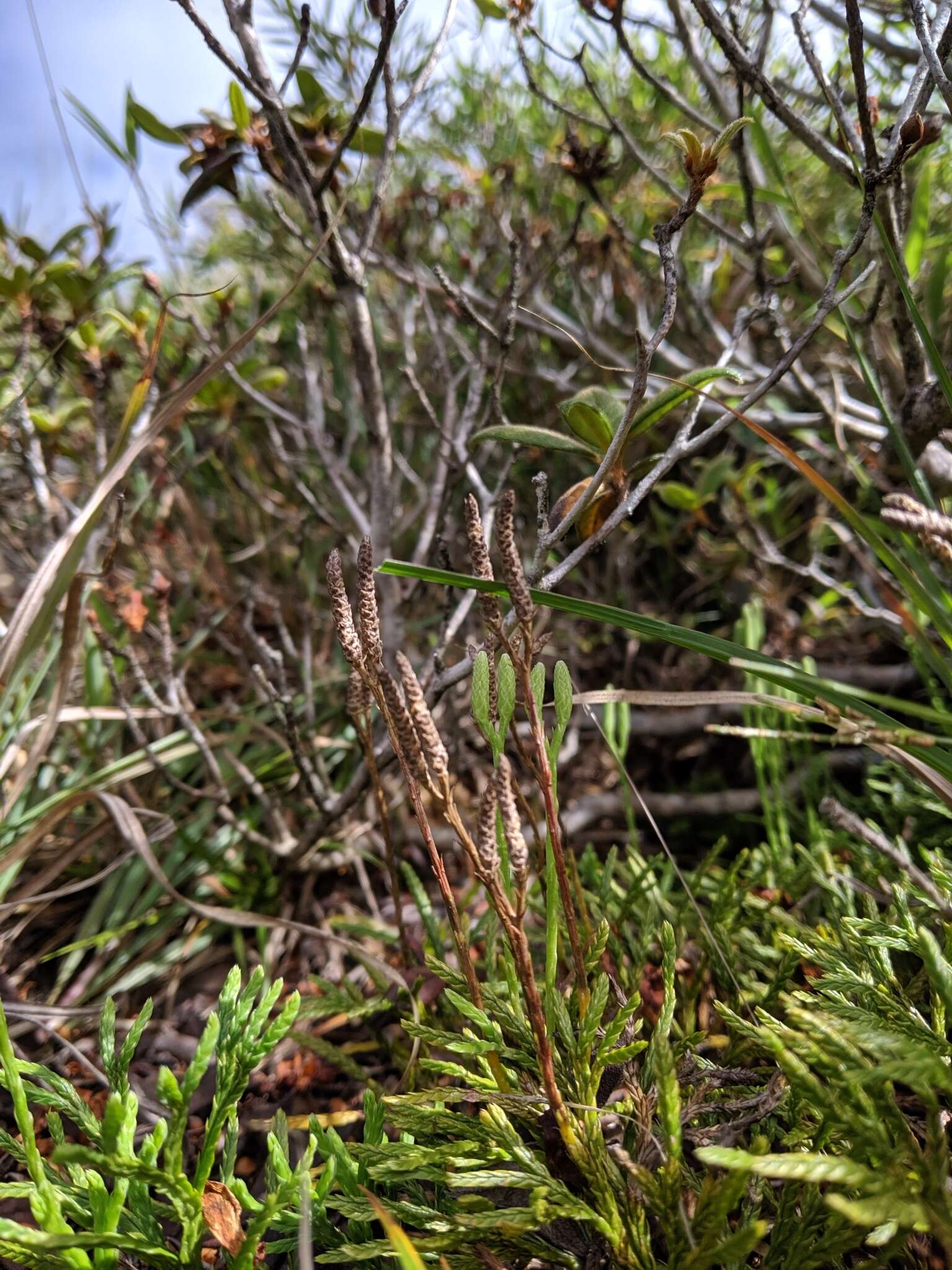 Image de Diphasiastrum yueshanense (C. M. Kuo) Holub