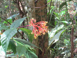 Image of palo de cachimbo