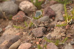 Слика од Thrinchus campanulatus Fischer von Waldheim 1833