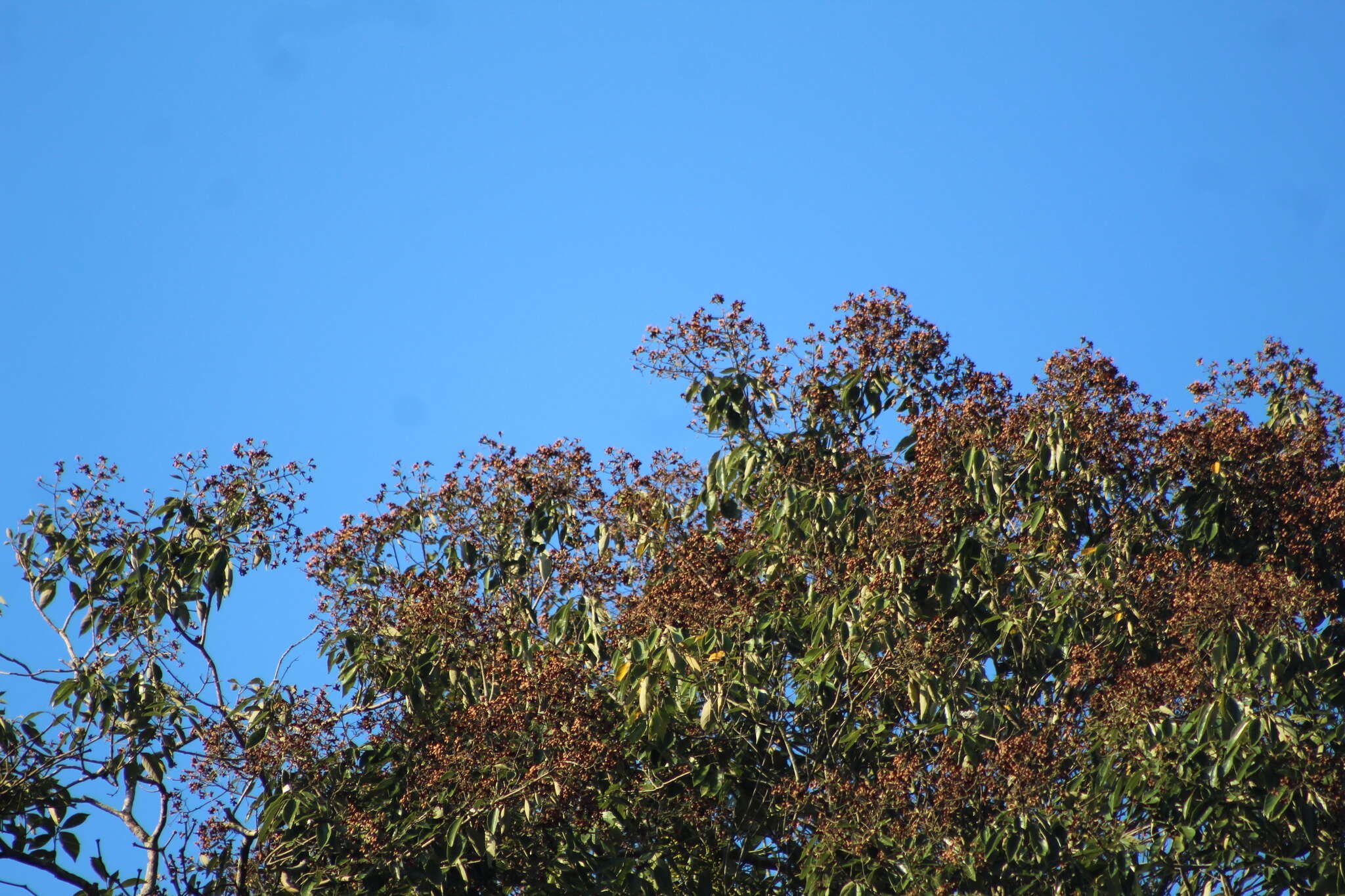 Слика од Cordia trichotoma (Vell.) Arrab. ex Steud.