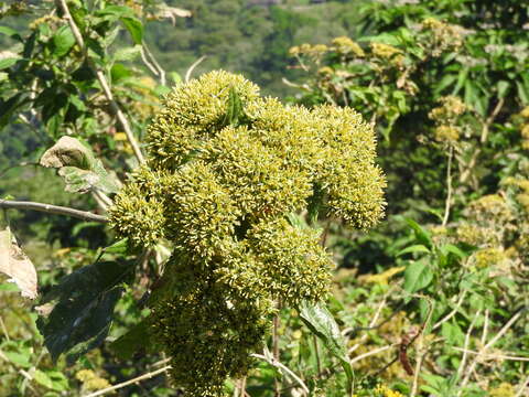 Image of Critonia morifolia (Mill.) R. King & H. Rob.