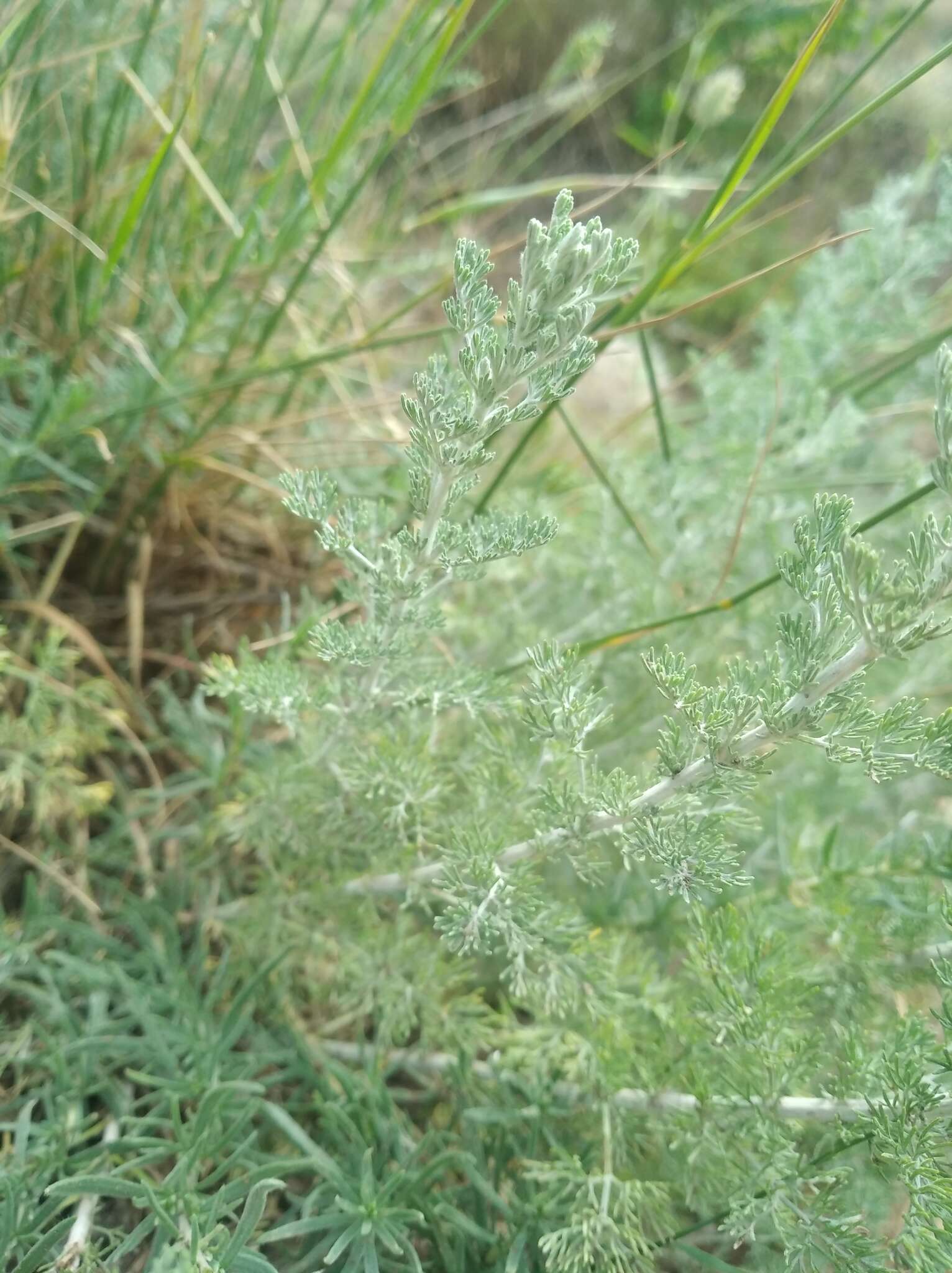 صورة Artemisia taurica