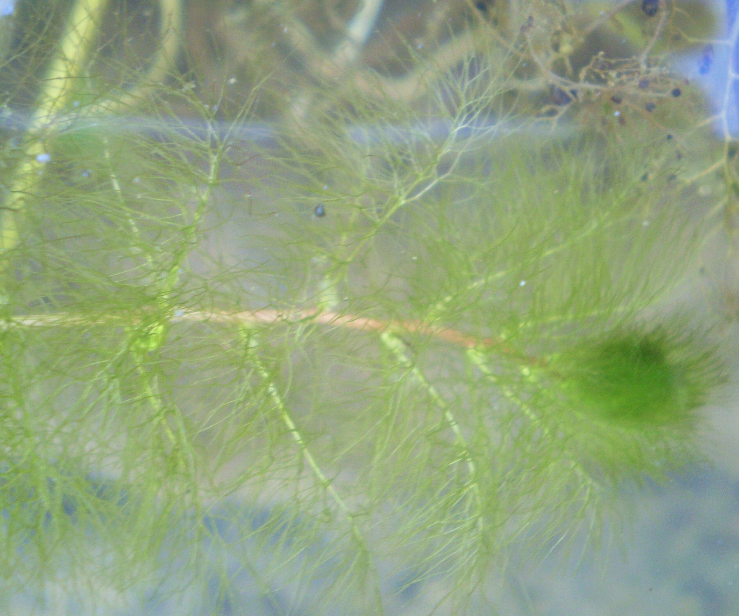 Image of Utricularia dimorphantha Makino