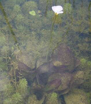 Image of Duck-Lettuce