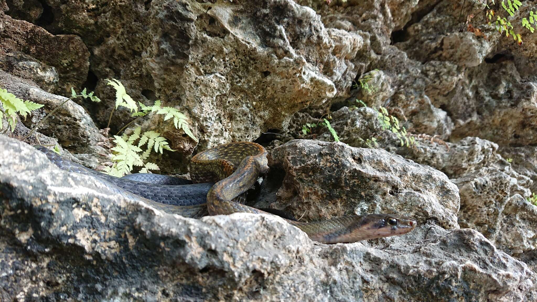 Image of Black Copper Rat Snake