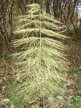 Слика од Equisetum sylvaticum L.