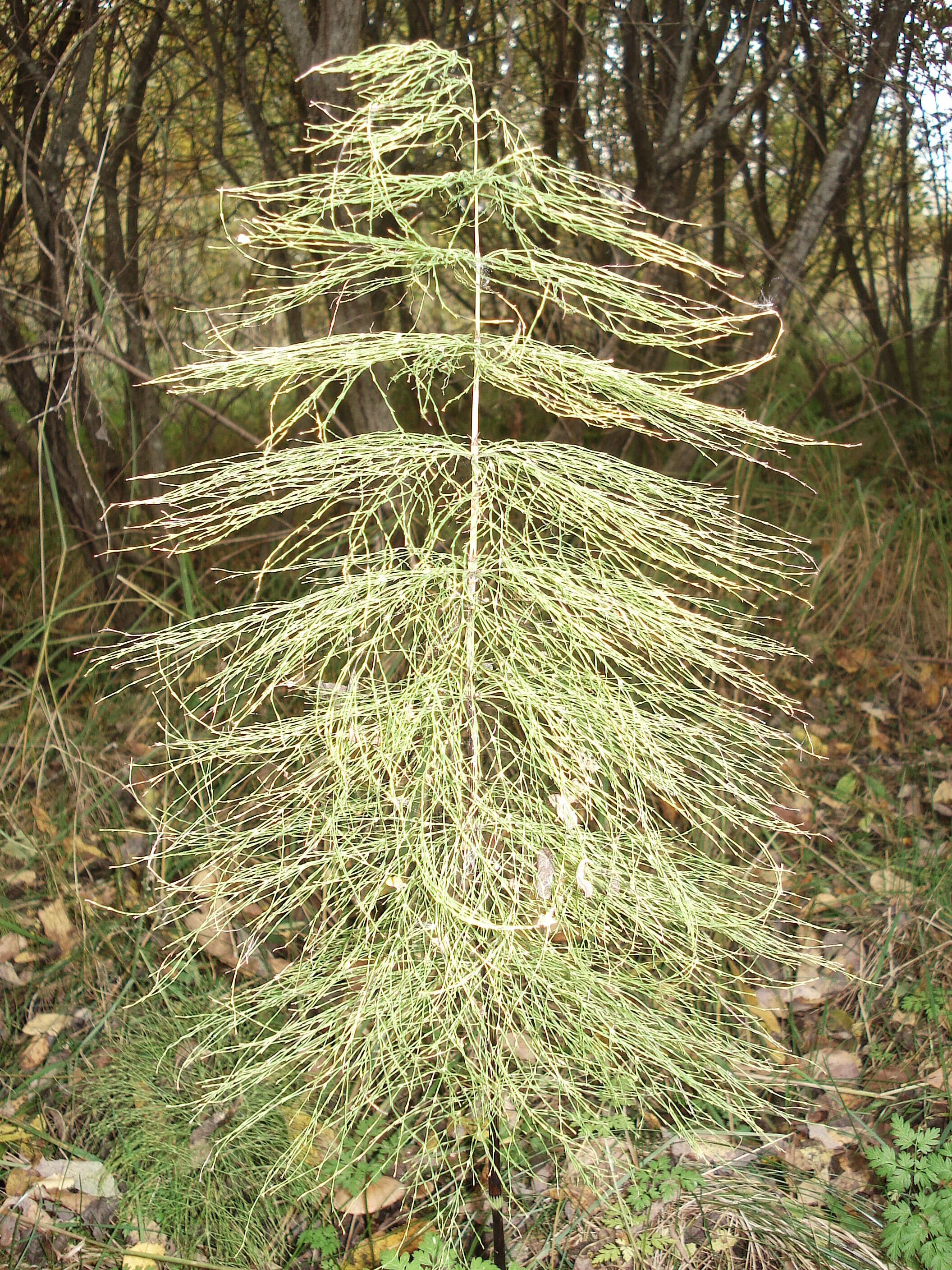 Imagem de Equisetum sylvaticum L.