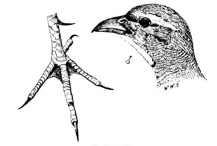 Image of Francolinus Stephens 1819