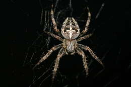 Image of Garden spider