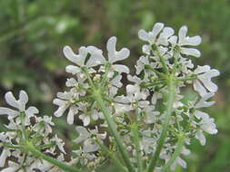 Heracleum chorodanum (Hoffm.) DC.的圖片